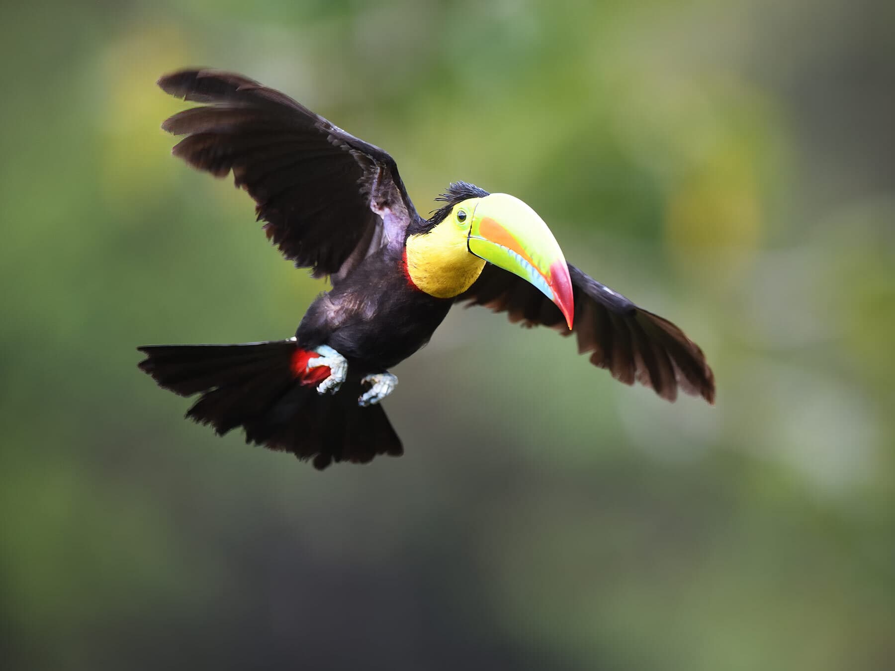 Toucan in flight