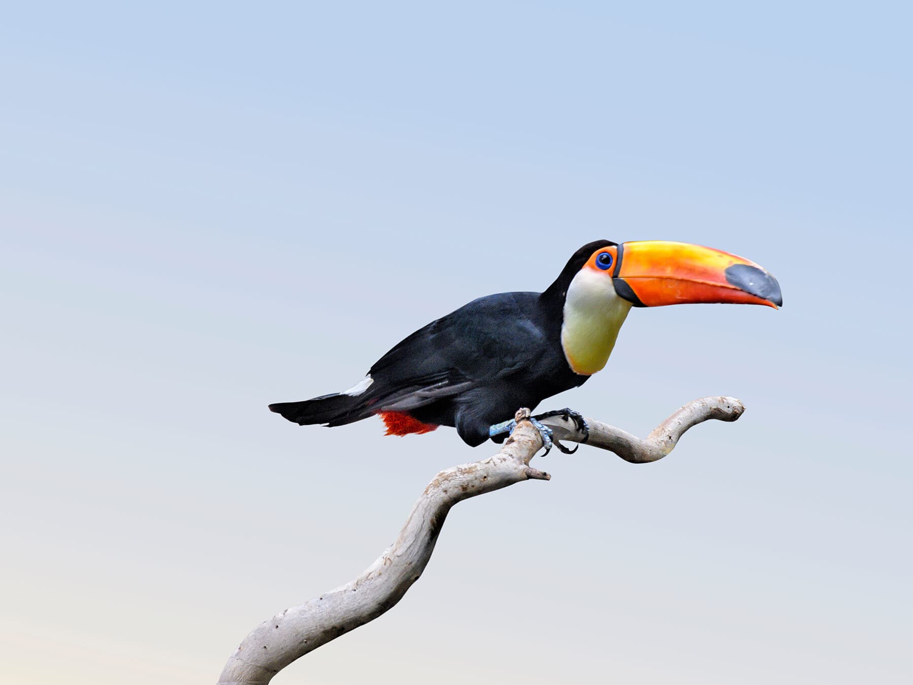 Toucan perched