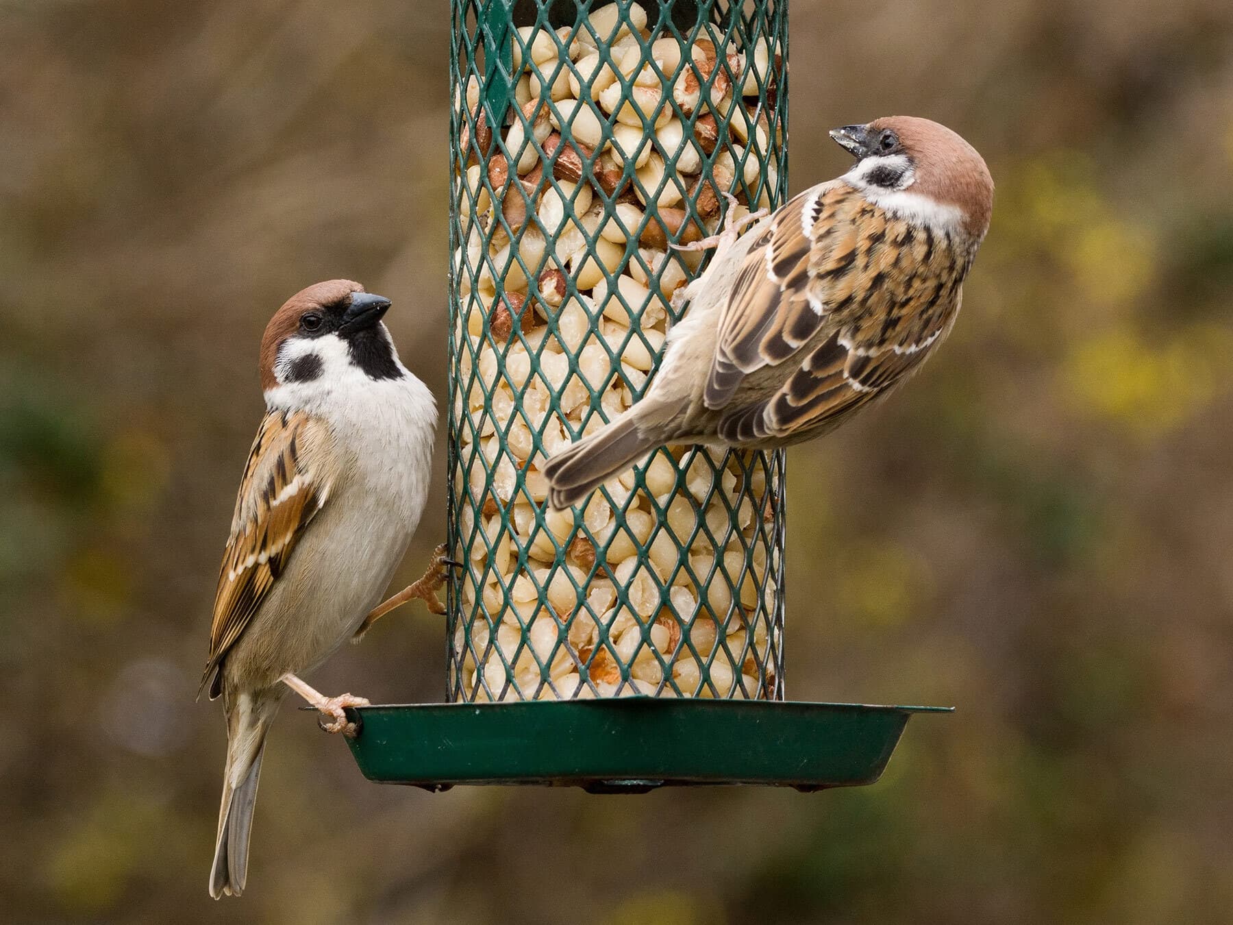 Tree sparrows at bird feeder