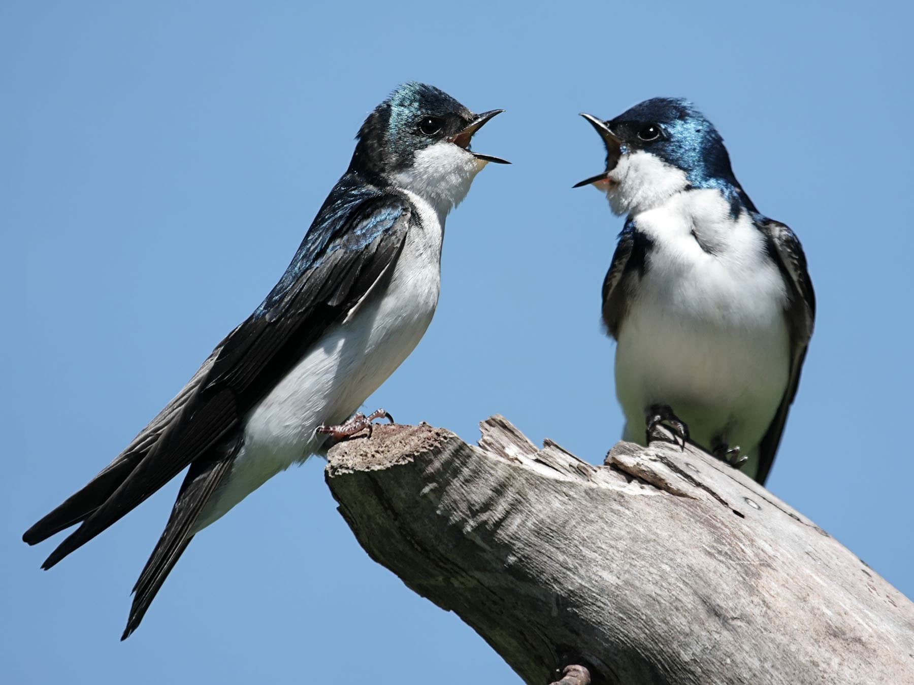 Tree swallow pair on tree stump