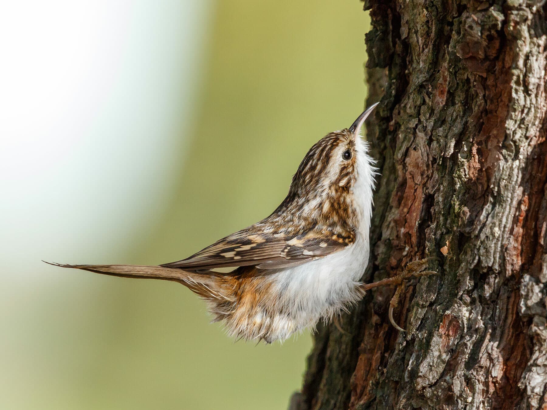 Close up of a Treecreeper