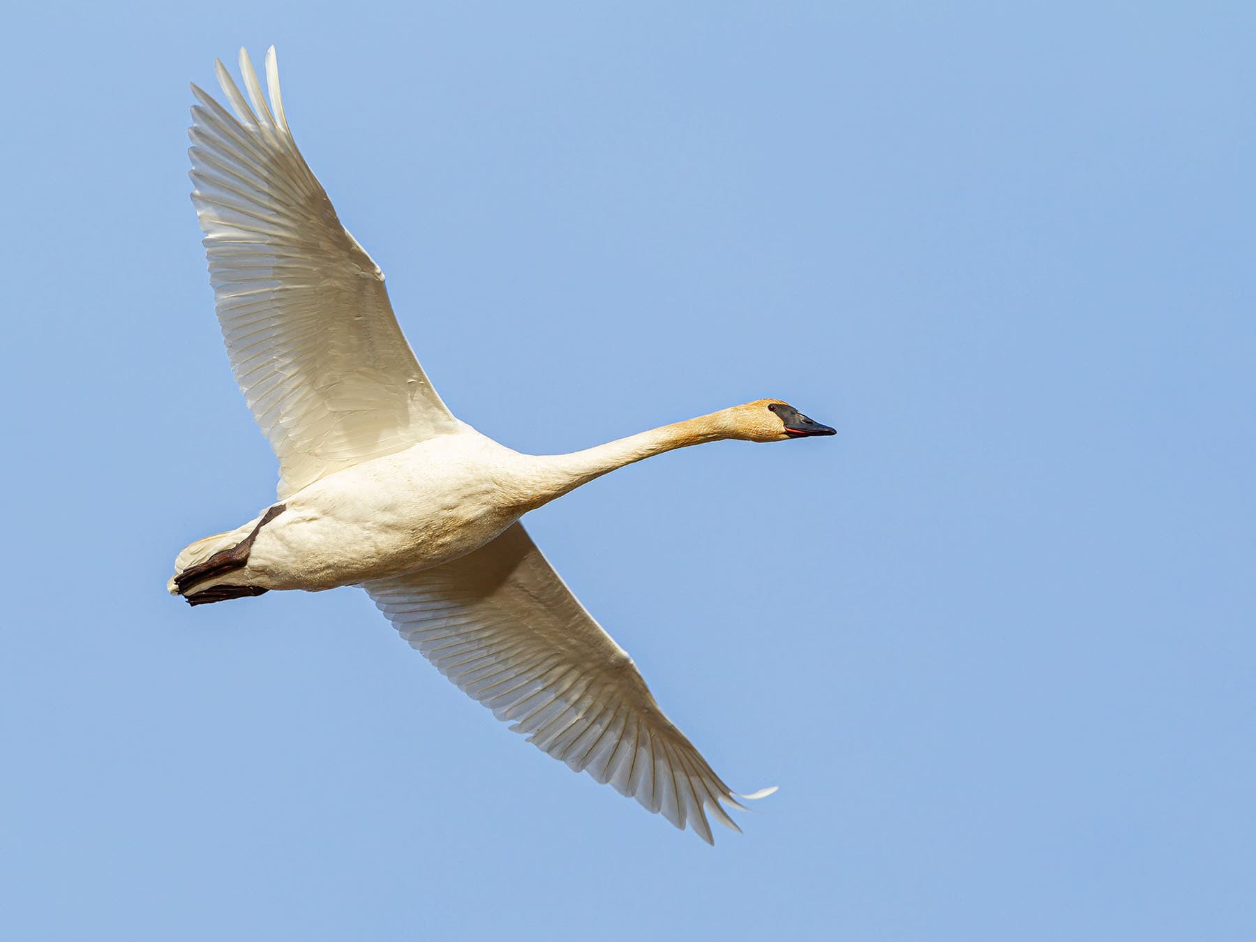 Trumpeter swan in flight