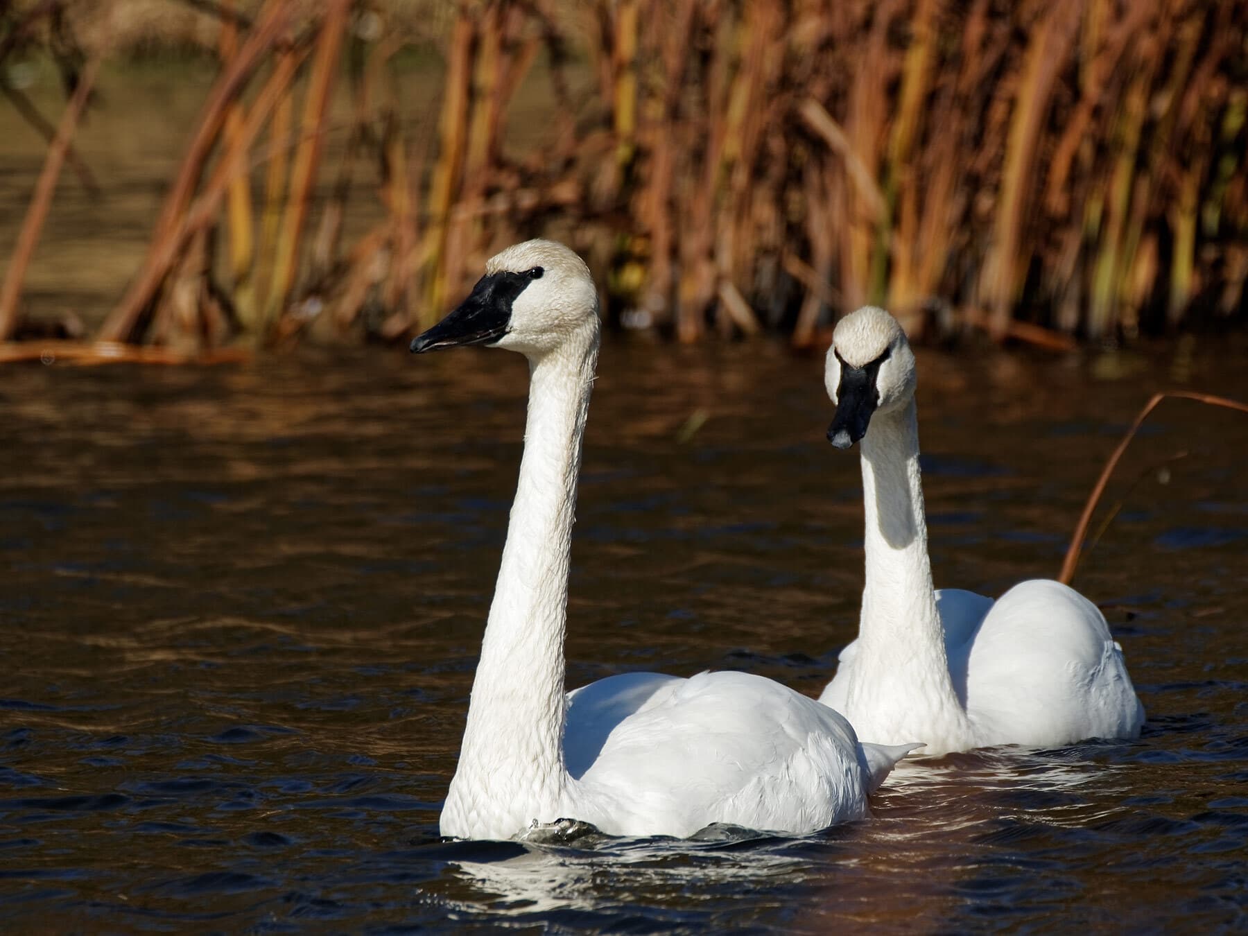 Trumpeter swan migration