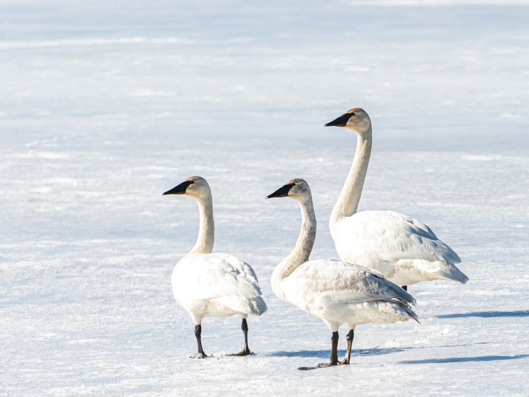 Trumpeter swan northern canada