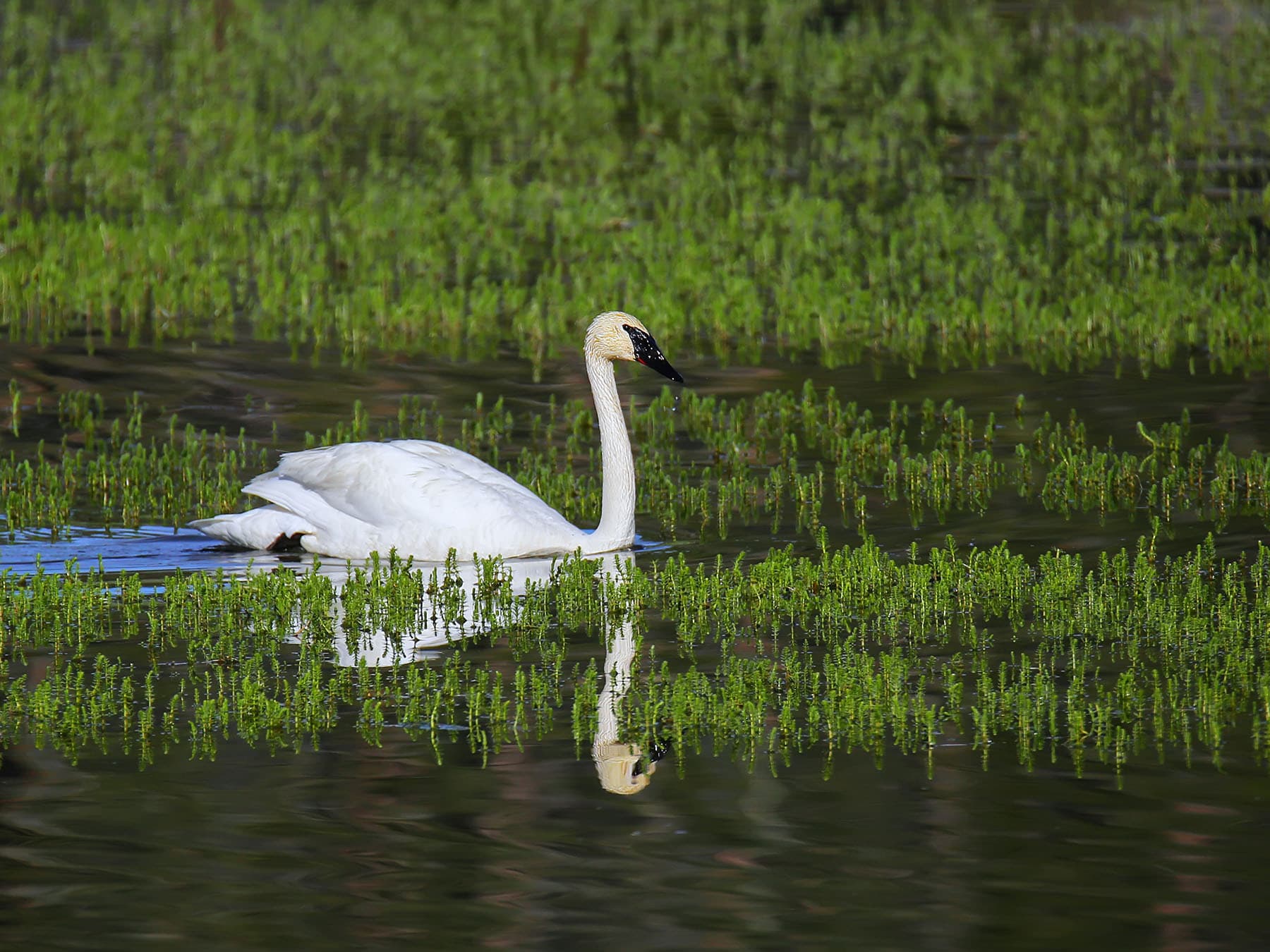 Trumpeter swan swimming