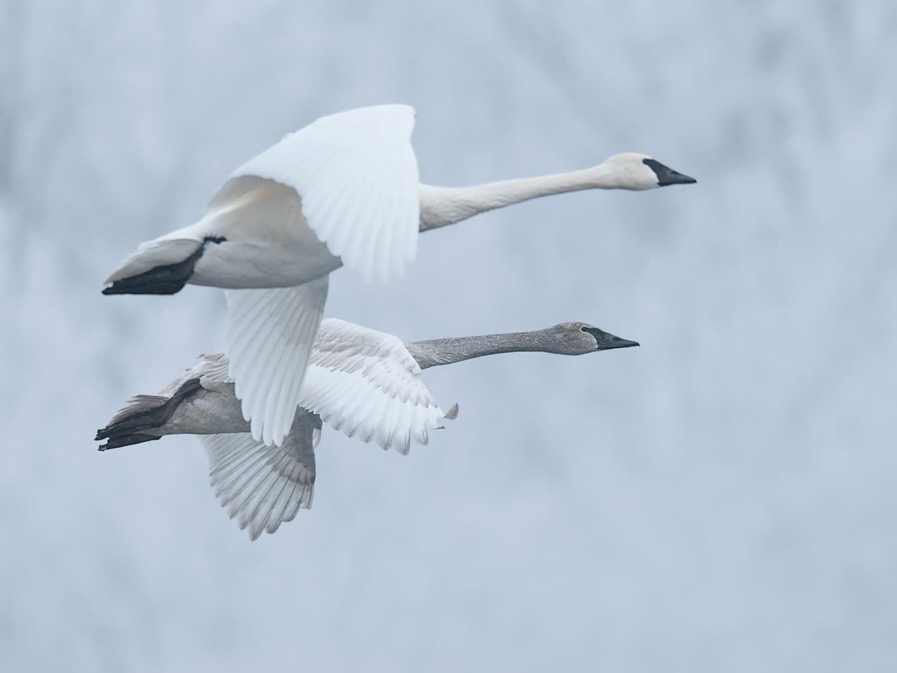 Trumpeter swans in flight