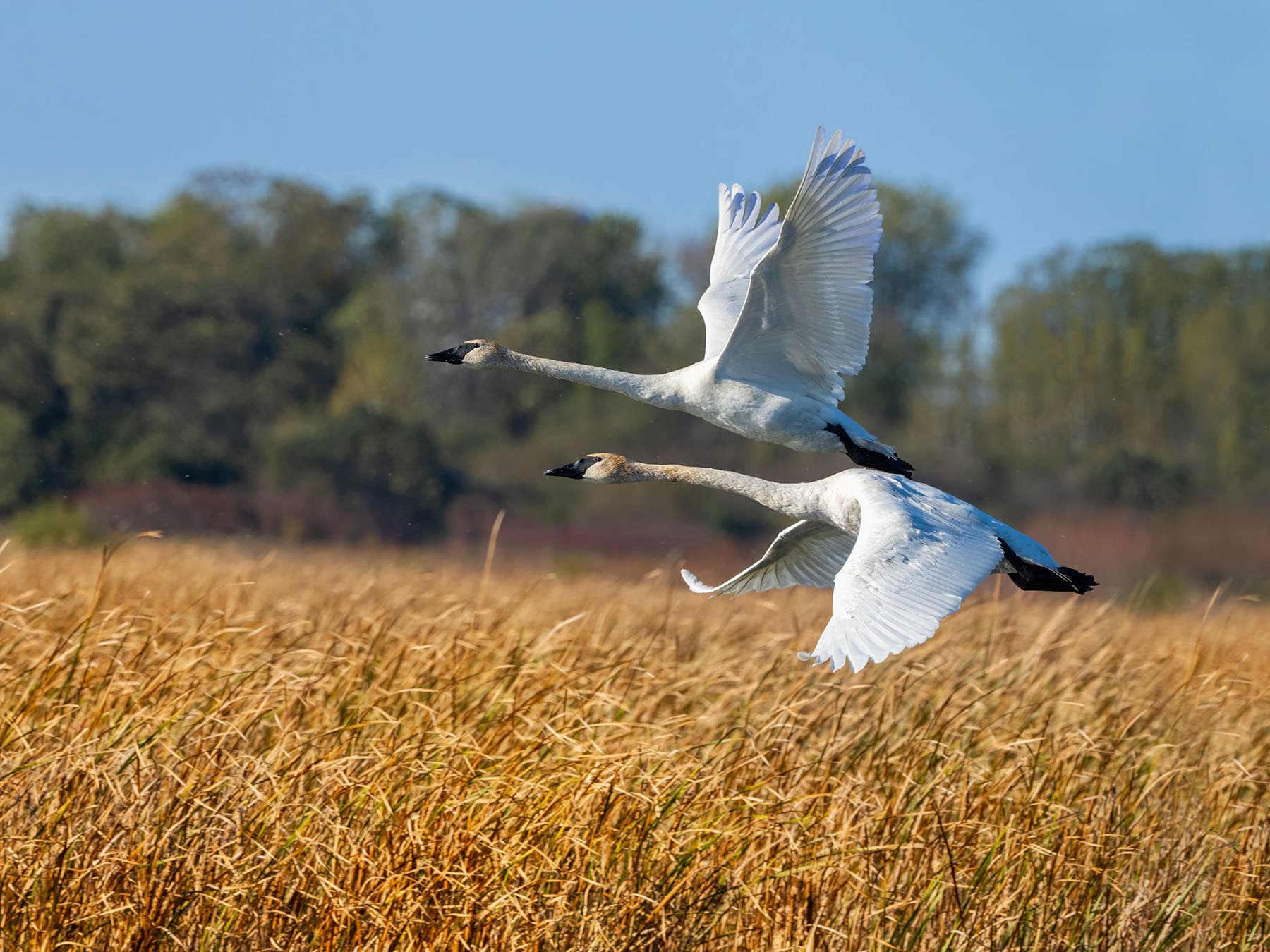 Trumpeter swans in flight