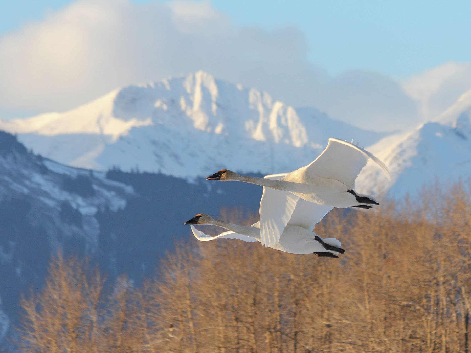 Trumpeter swans in flight