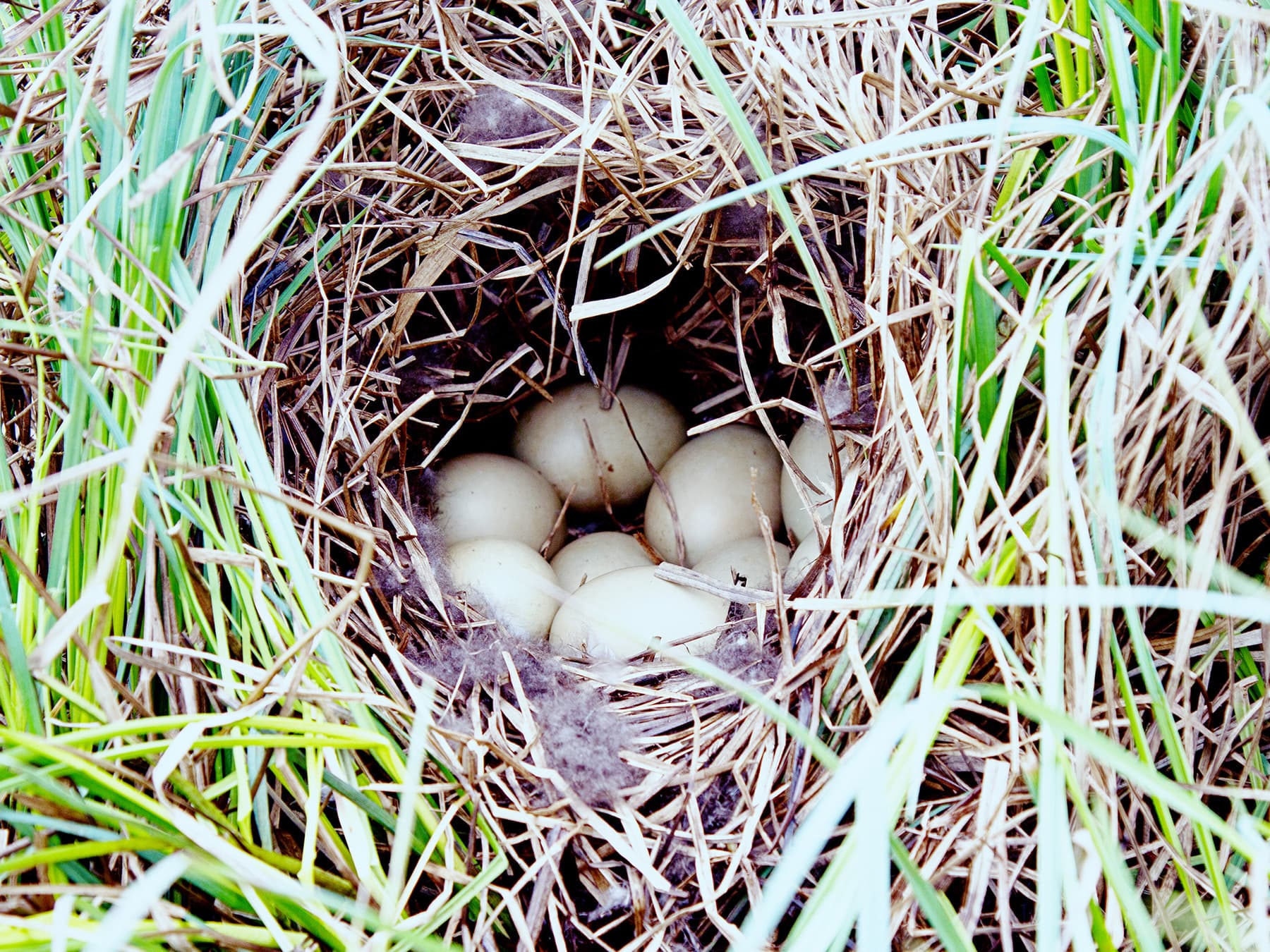 Nest of a Tufted duck with nine eggs