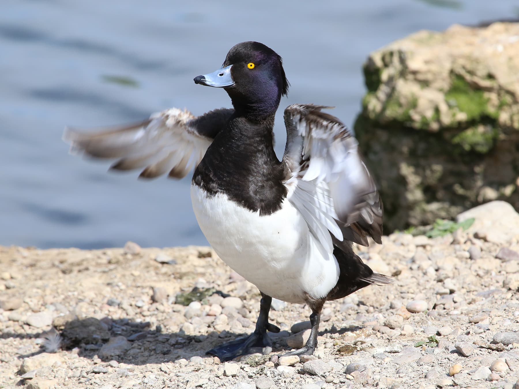 Tufted Duck on the rocks flapping