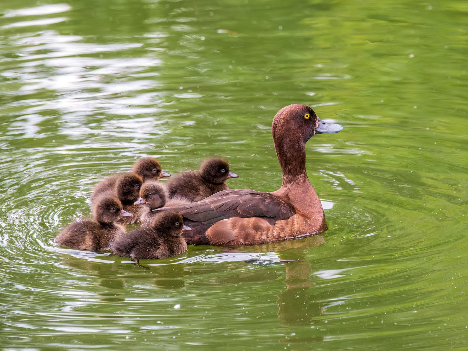 Tufted duck swimming with her ducklings