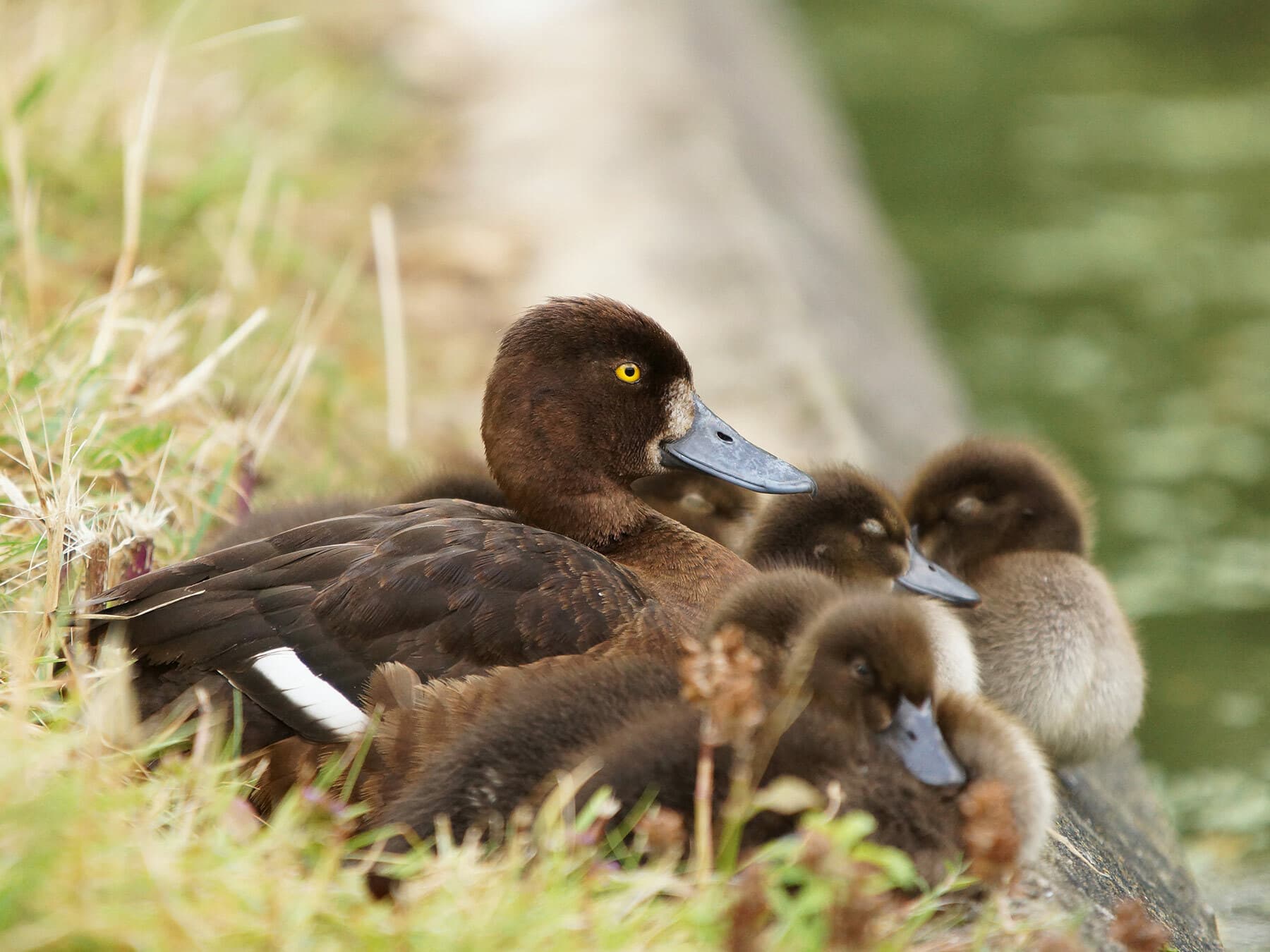 What Is A Baby Bird Called?