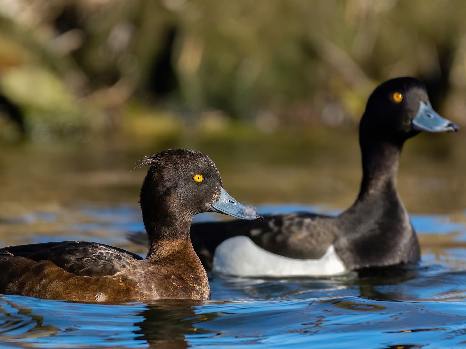 Male (right) and Female (left) swimming together in the lake