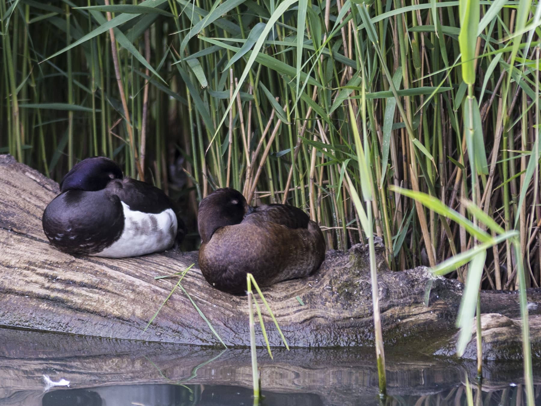 Pair of Tufted Ducks sleeping on a log at the edge of a river