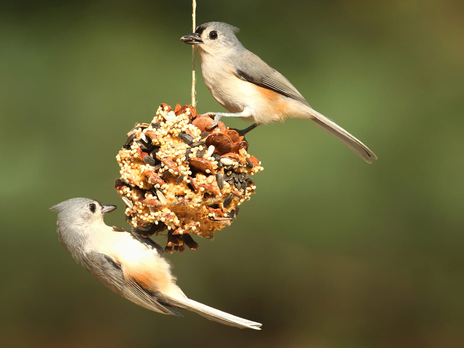 Tufted titmouse feeder