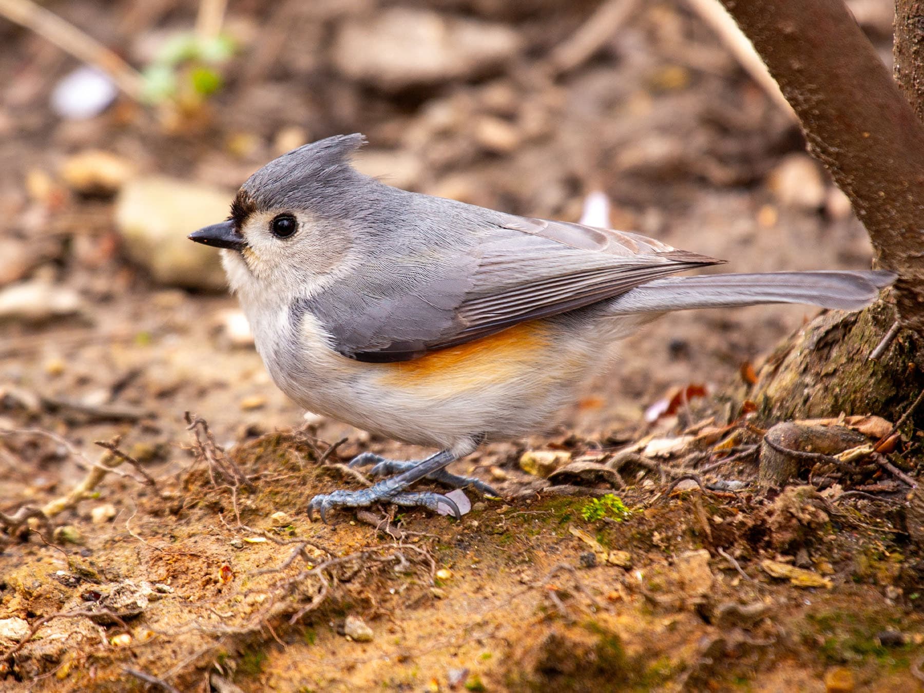 Tufted titmouse foraging on the ground