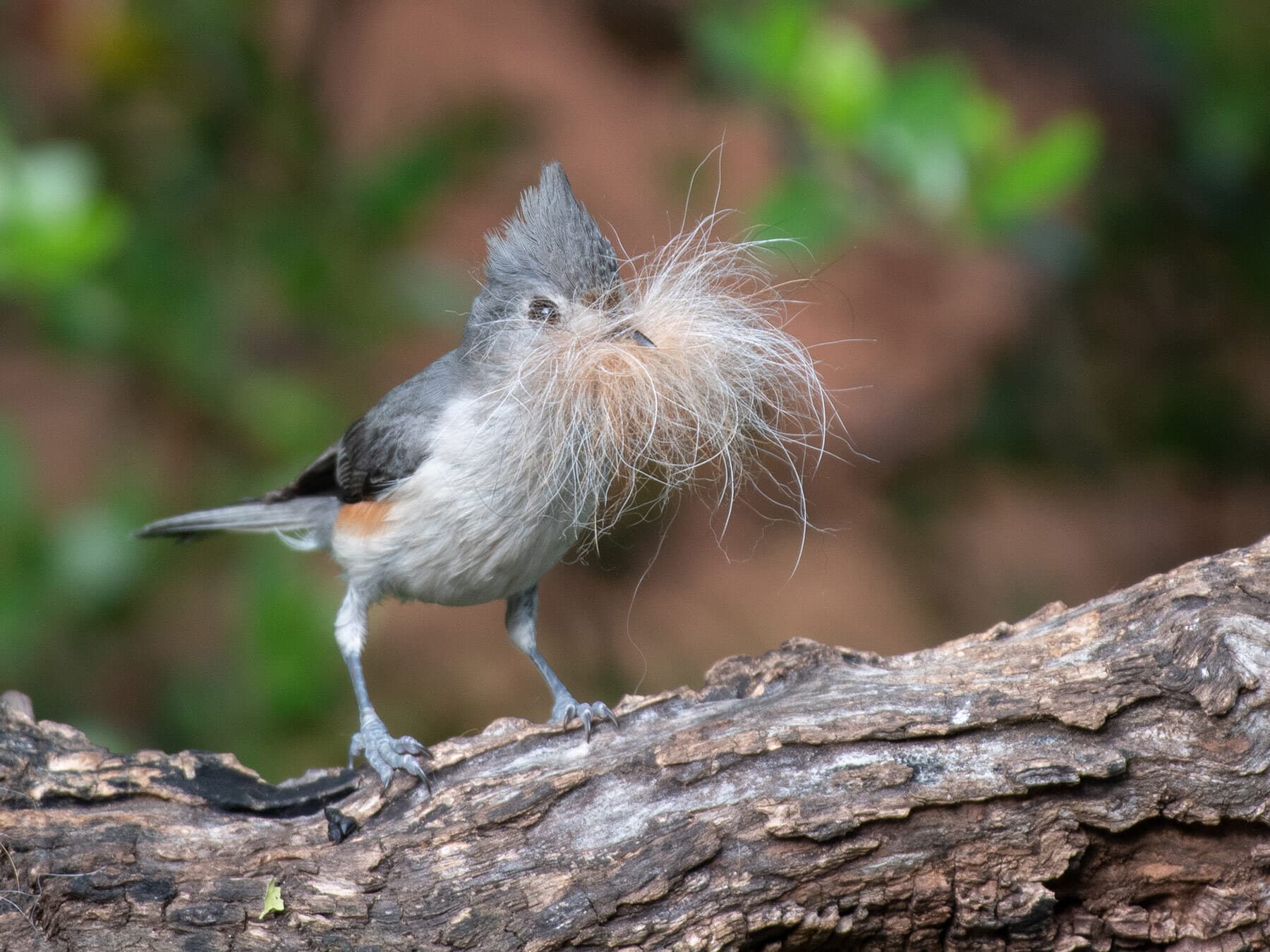 Tufted titmouse nesting