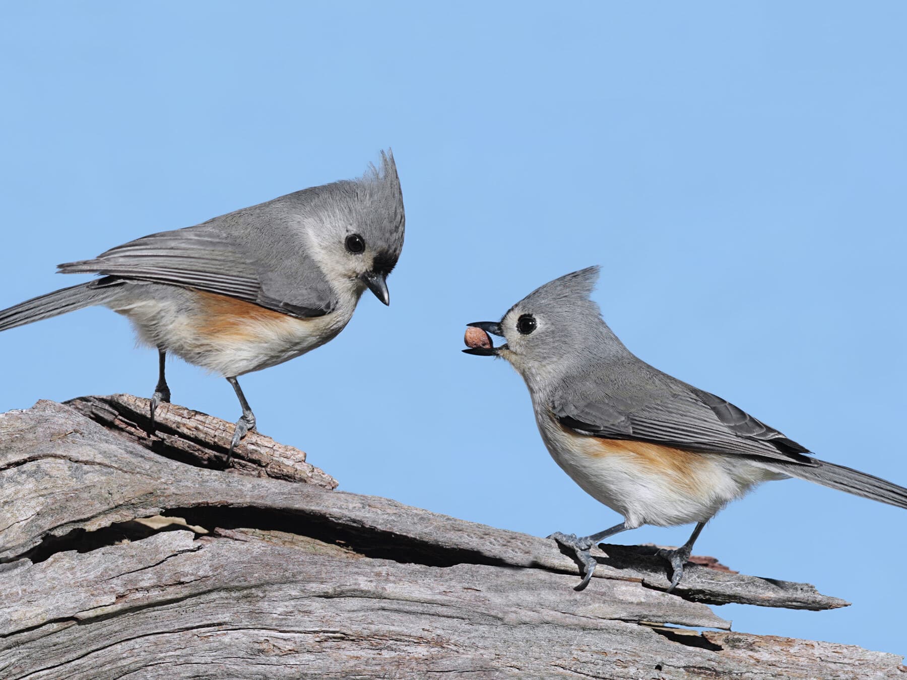 Tufted titmouse pair