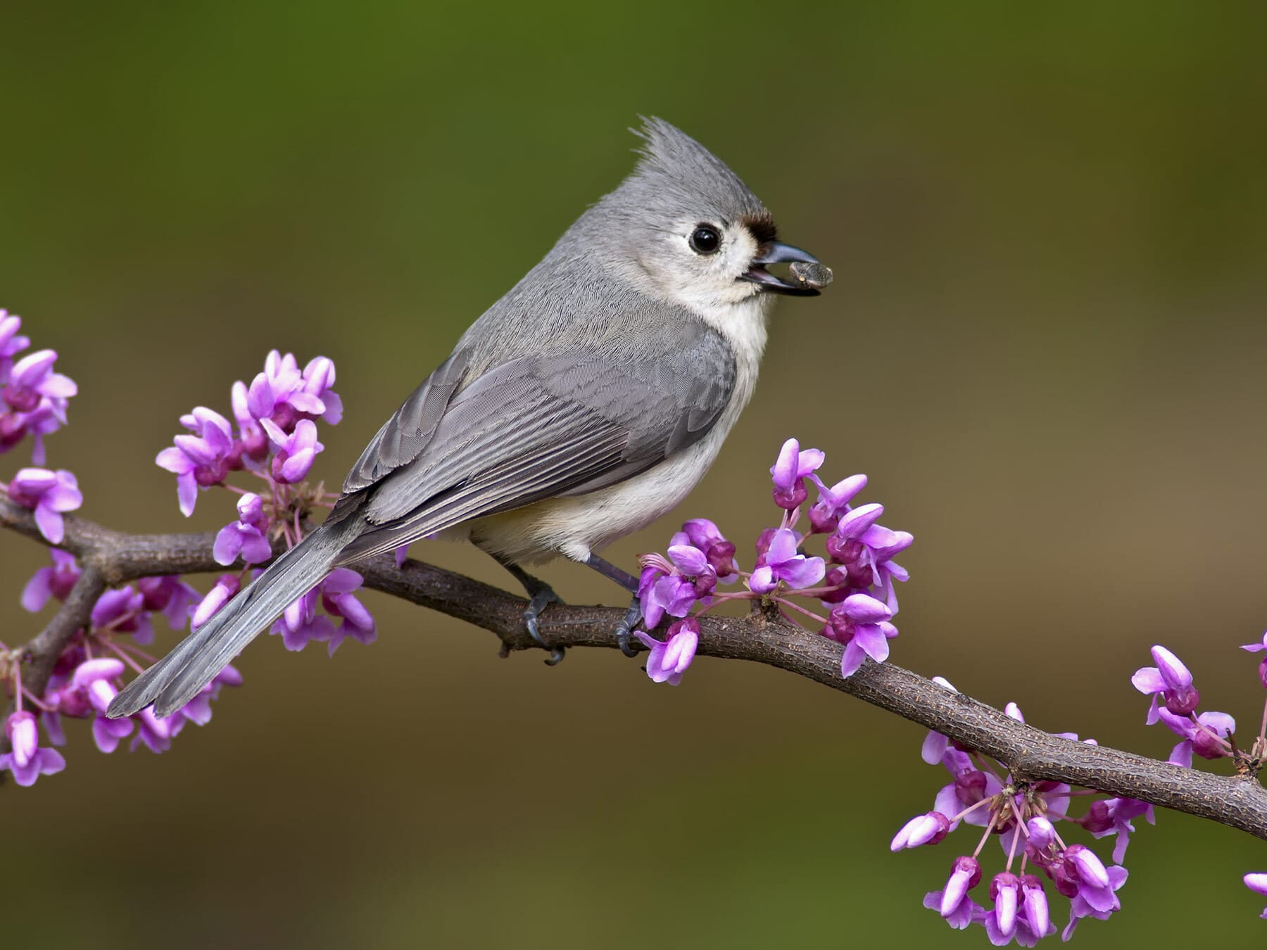 Tufted titmouse