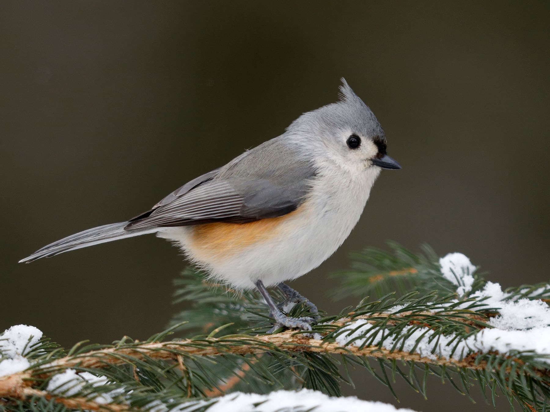 Tufted Titmouse