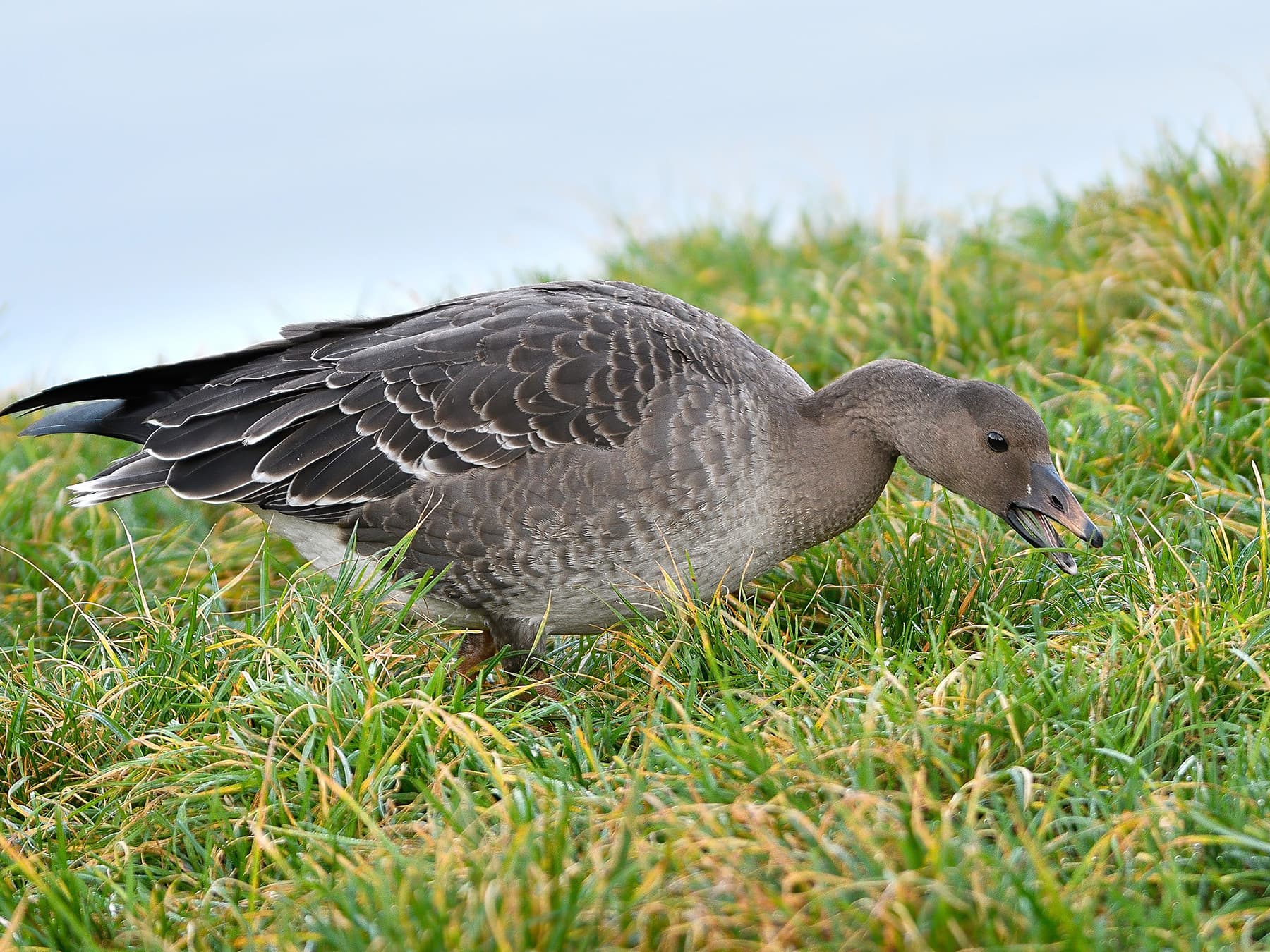 Tundra Bean Goose foraging in grassland