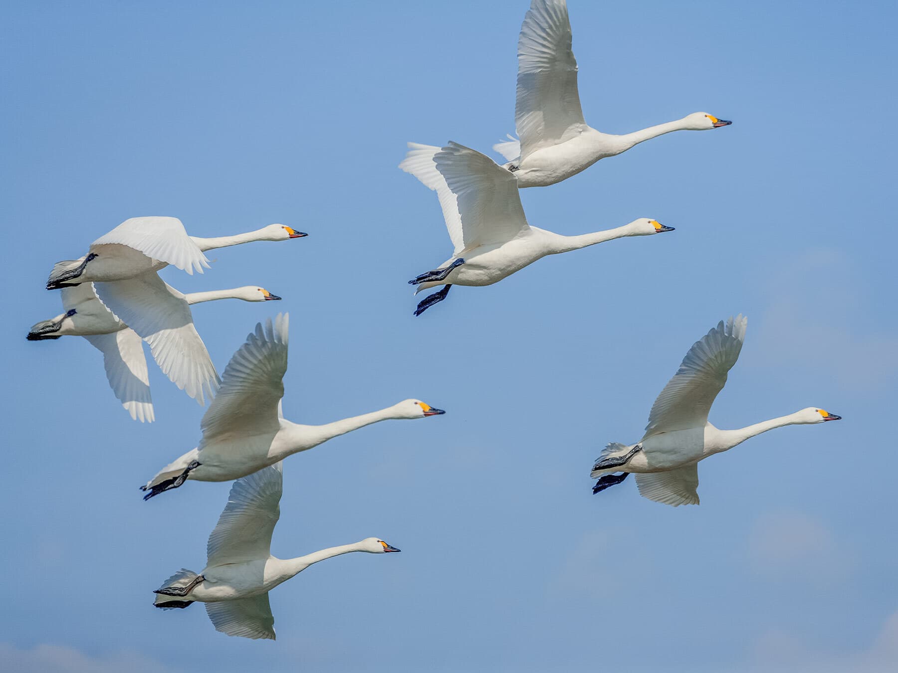 Tundra swan flock migration