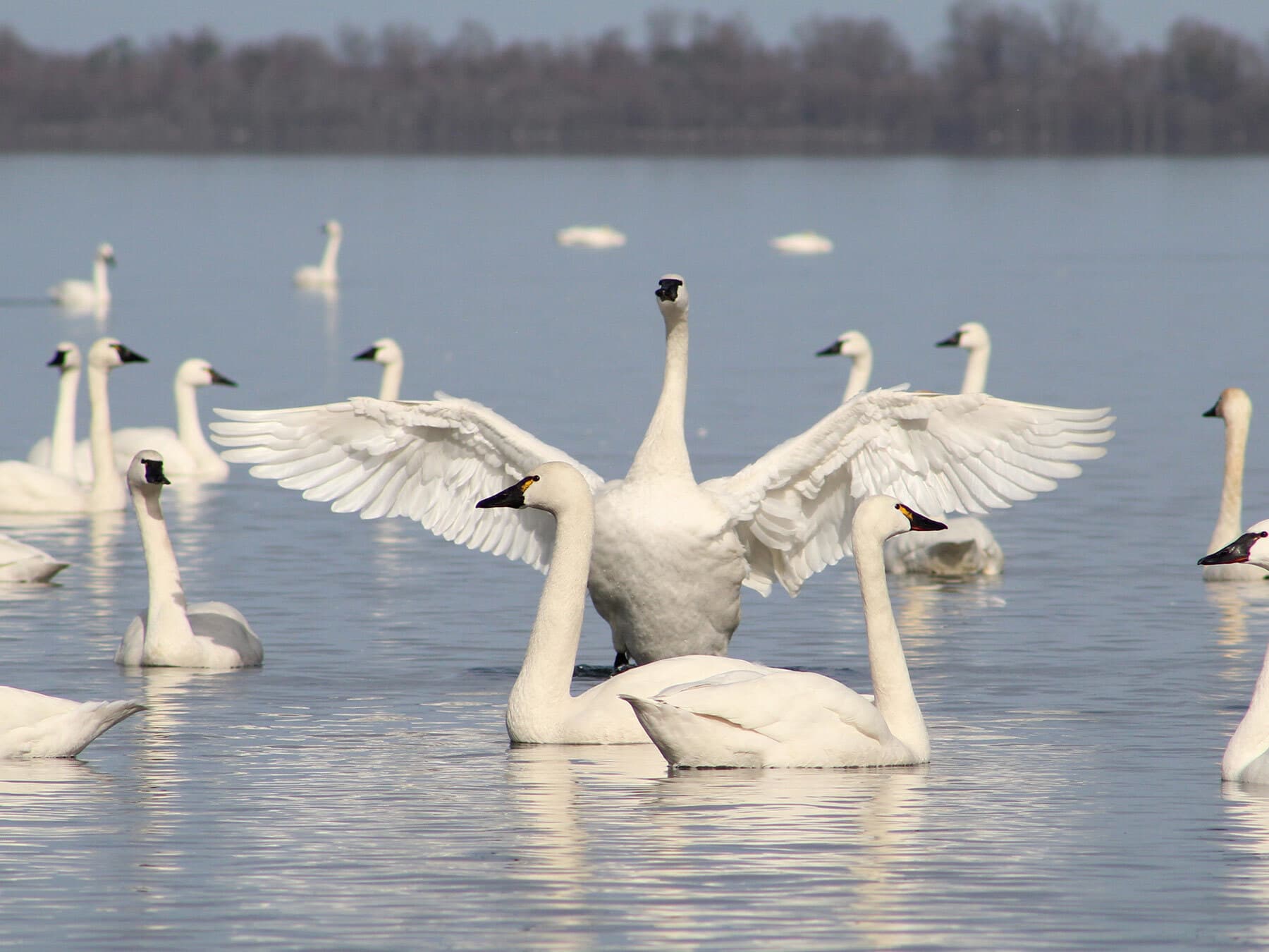 Tundra swan flock
