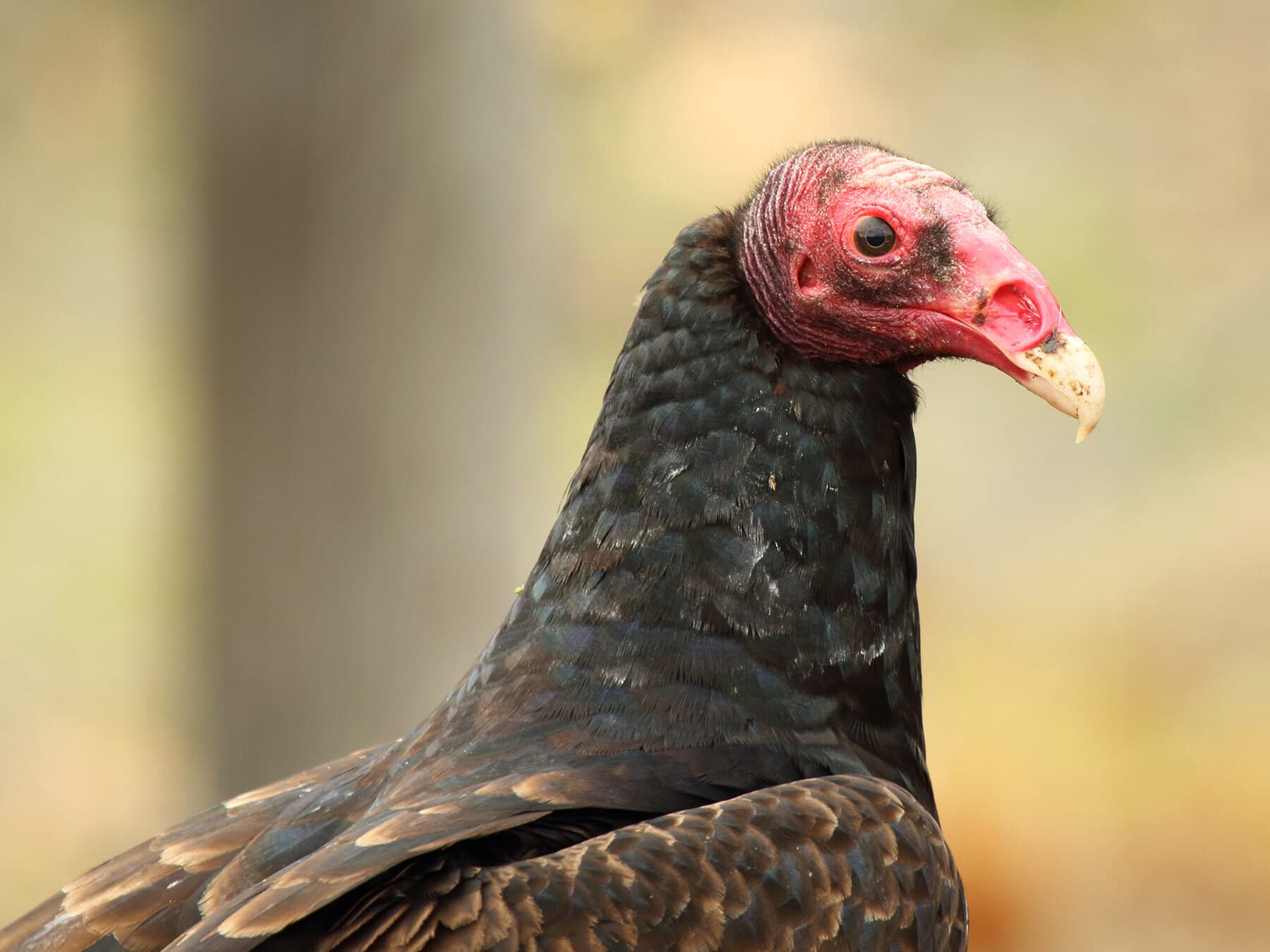Turkey vulture close up