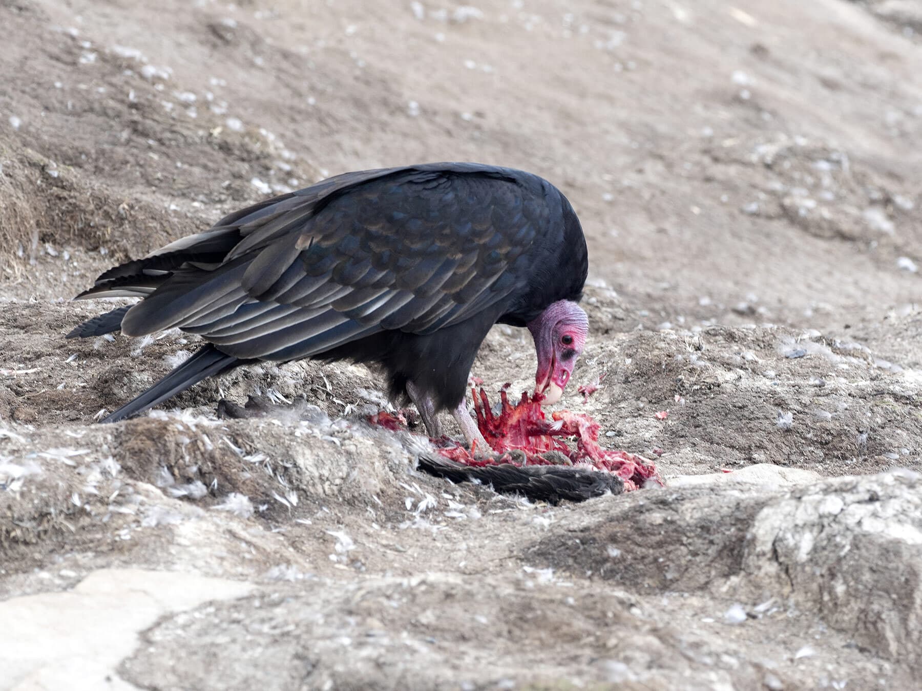 Turkey vulture cormorant