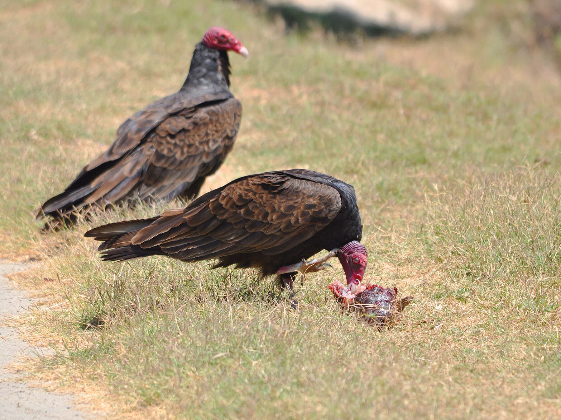 Turkey vulture feeding