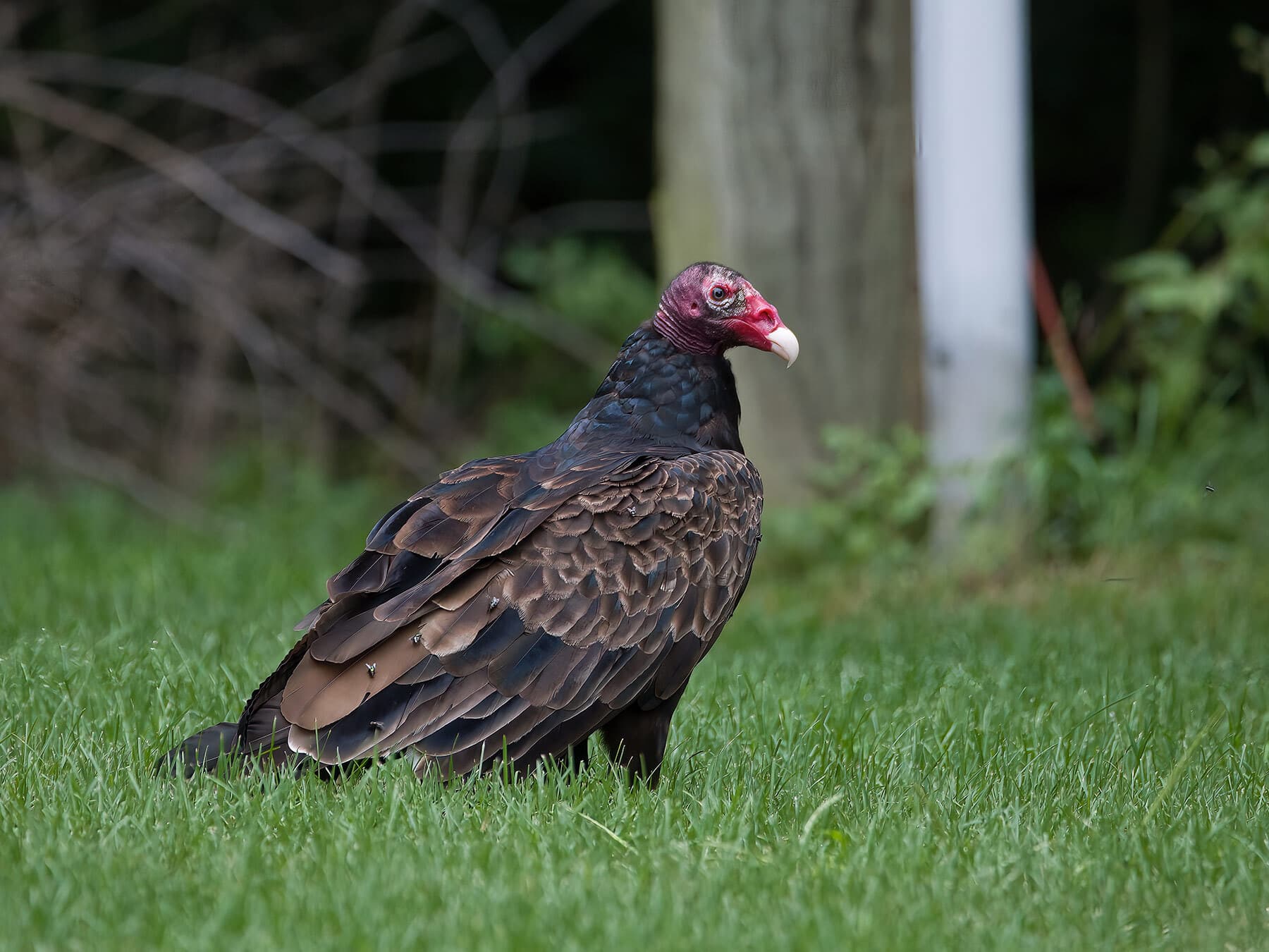 Turkey vulture foraging