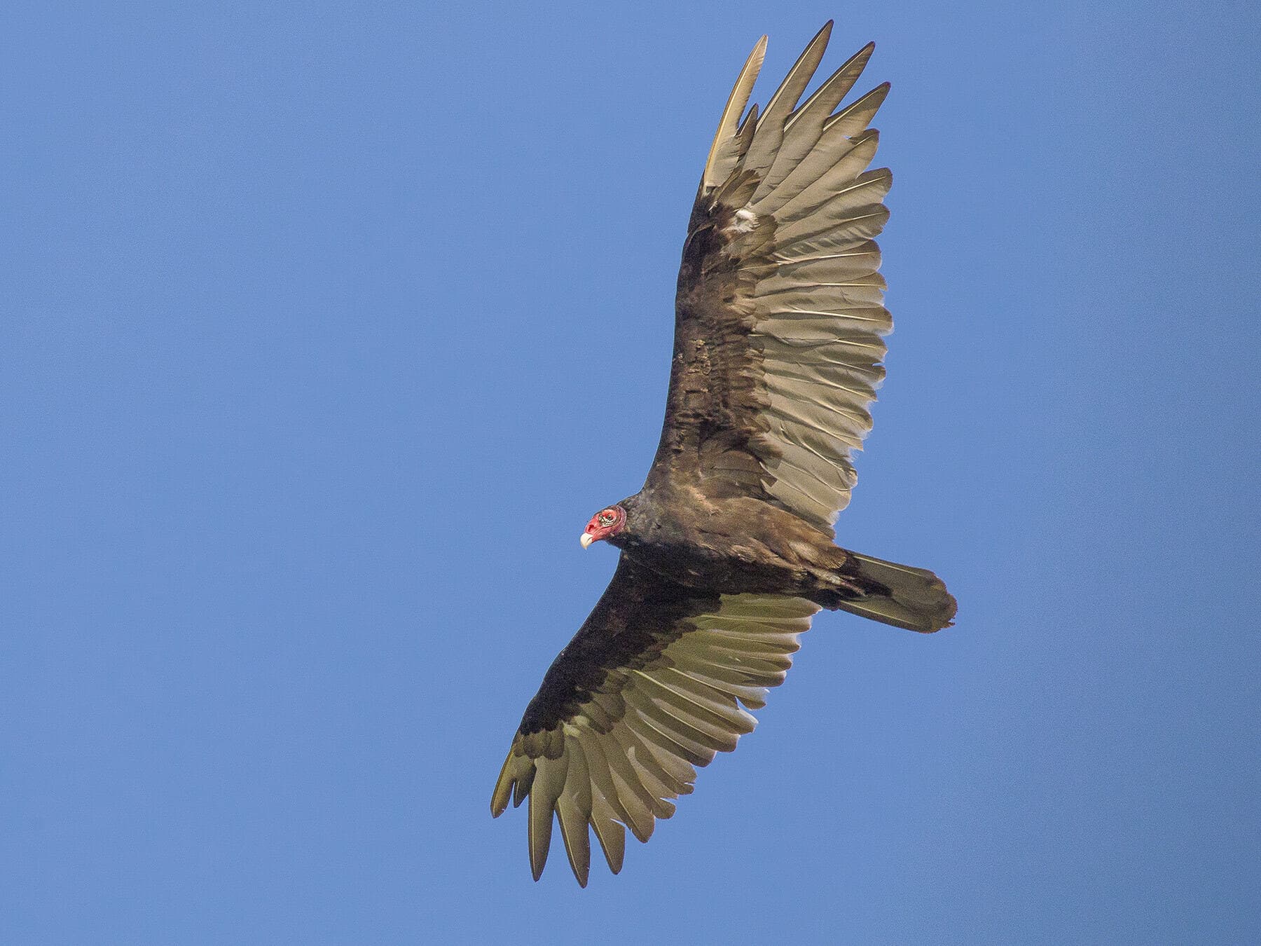 Turkey vulture in flight