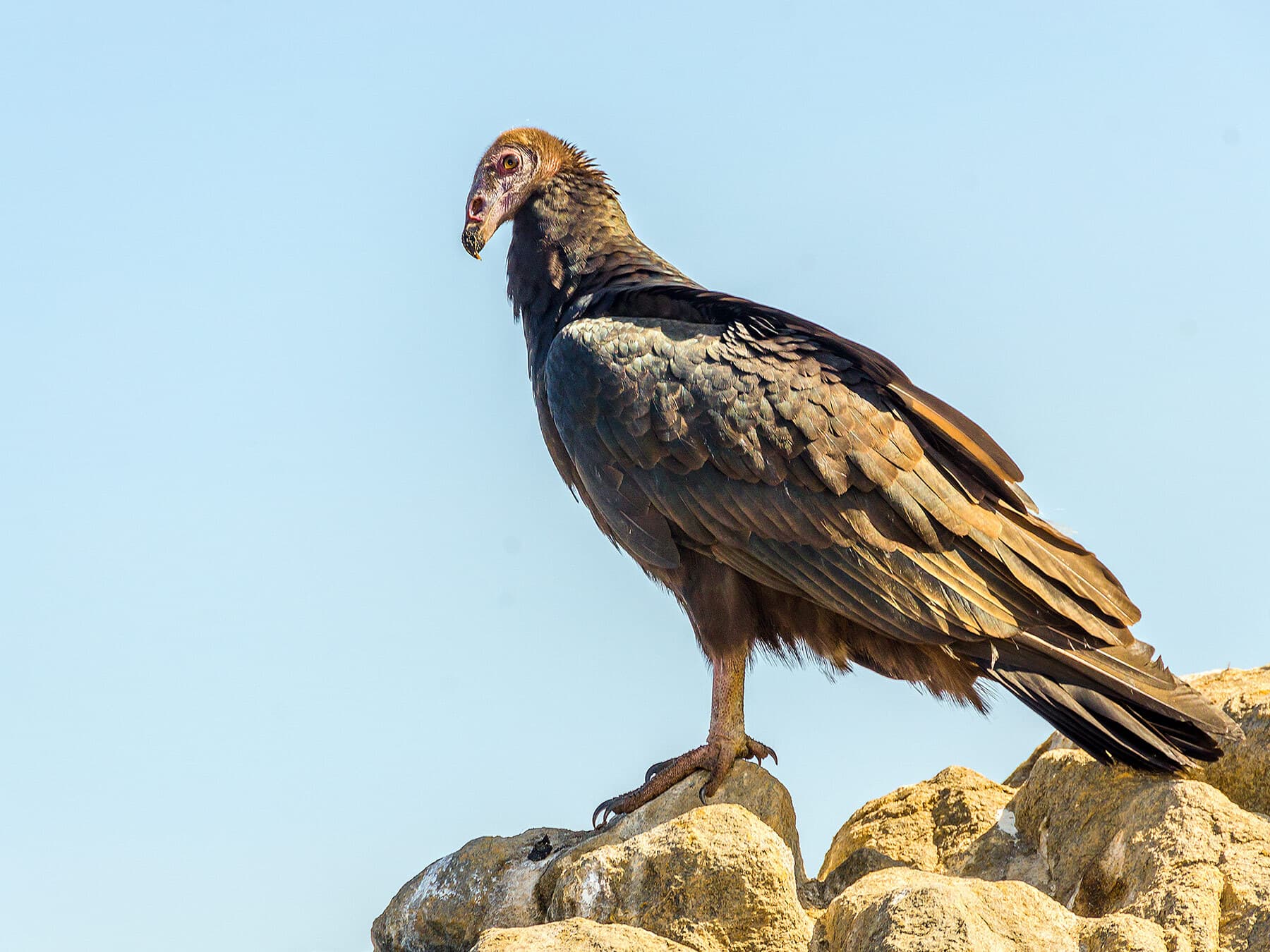 Turkey vulture juvenile
