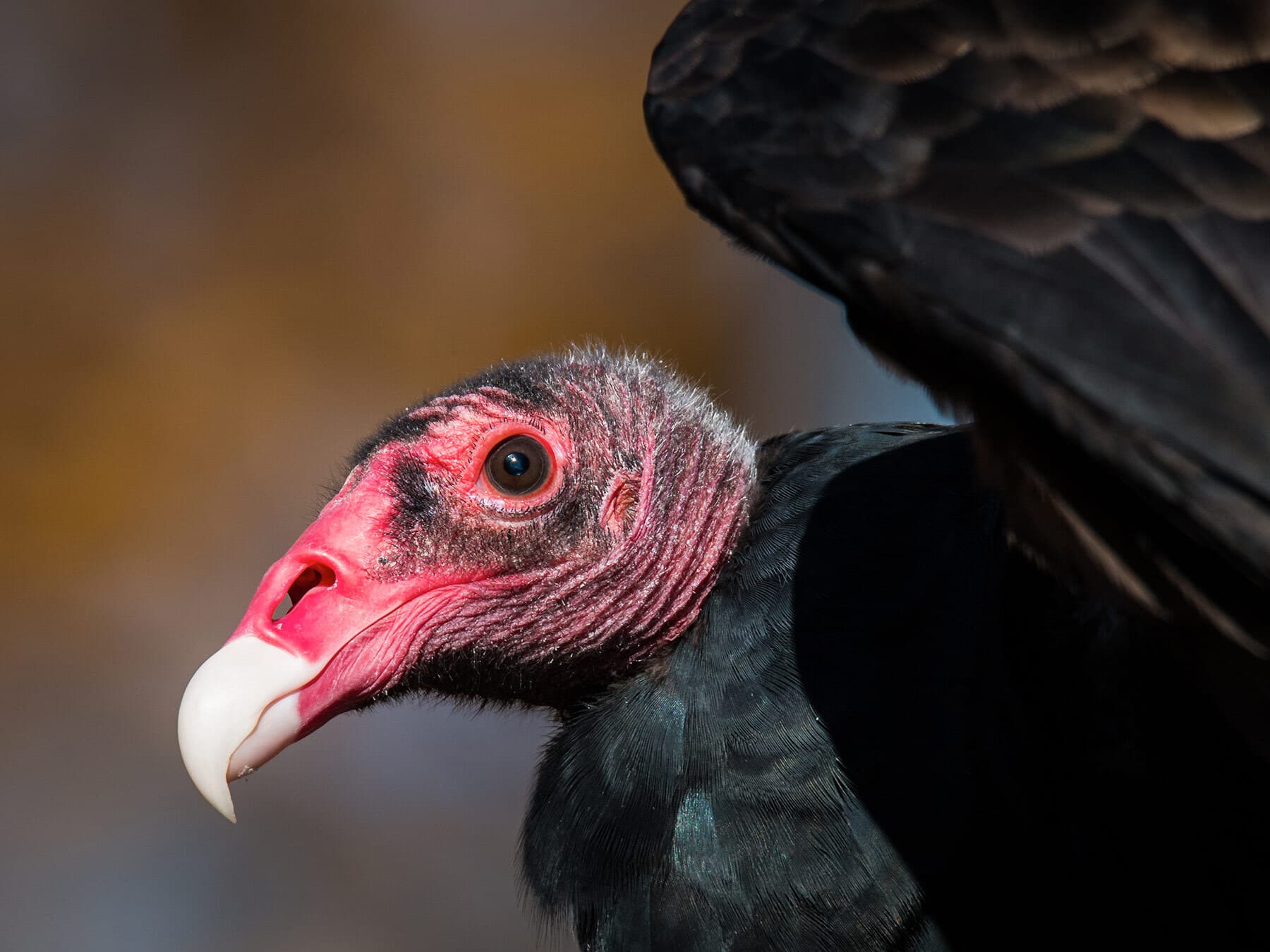 Turkey vulture portrait