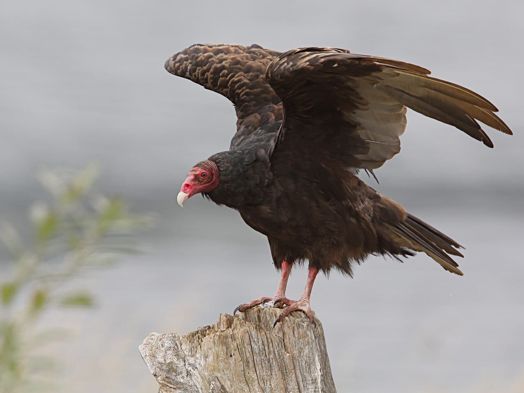 Turkey vulture taking off