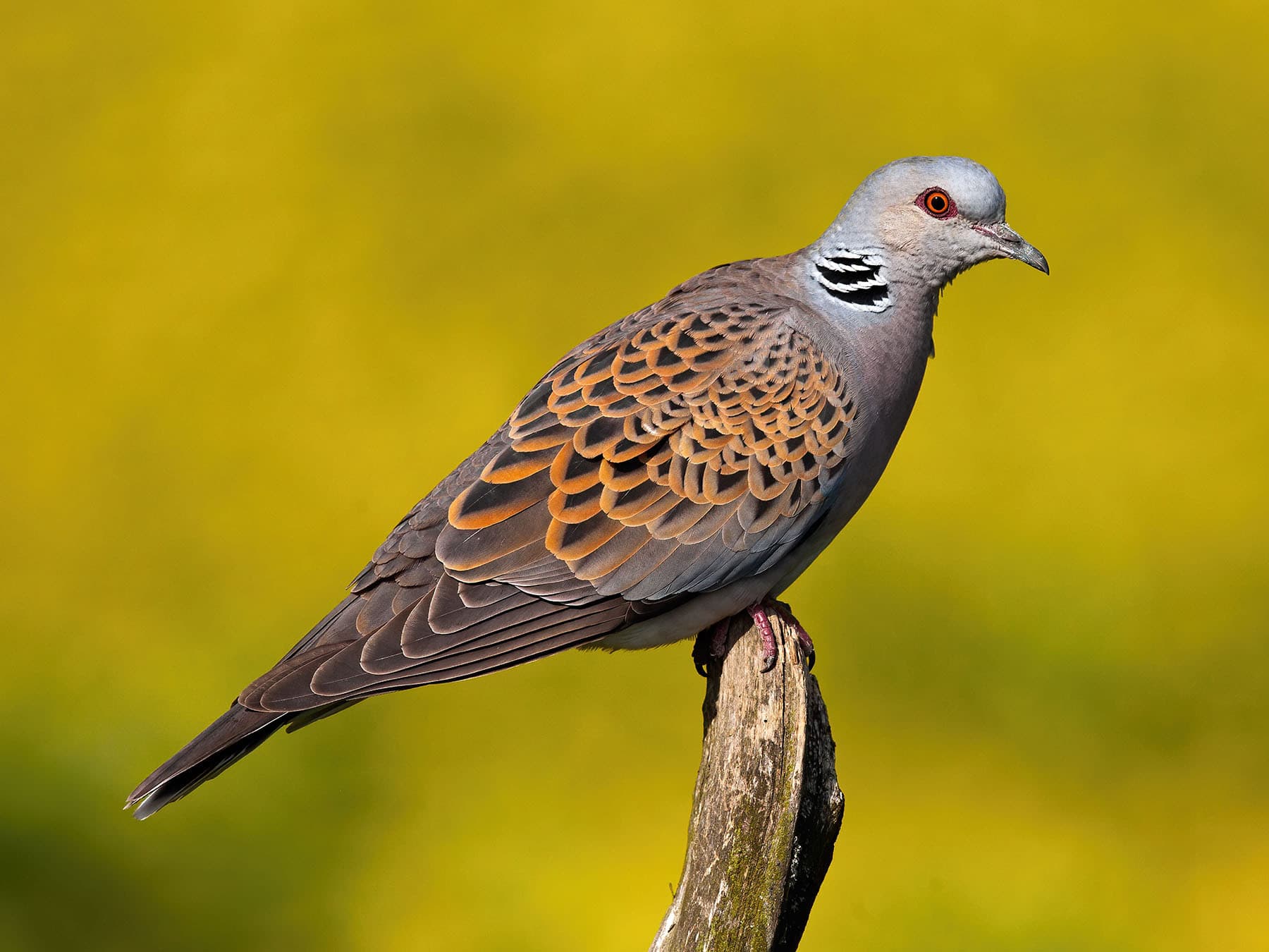 European Turtle-dove