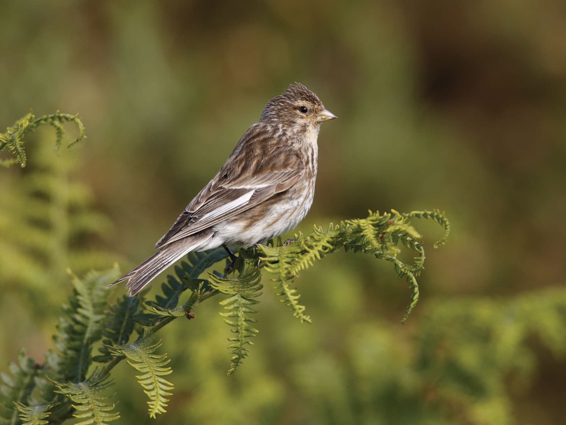 Twites are relatively small members of the finch family
