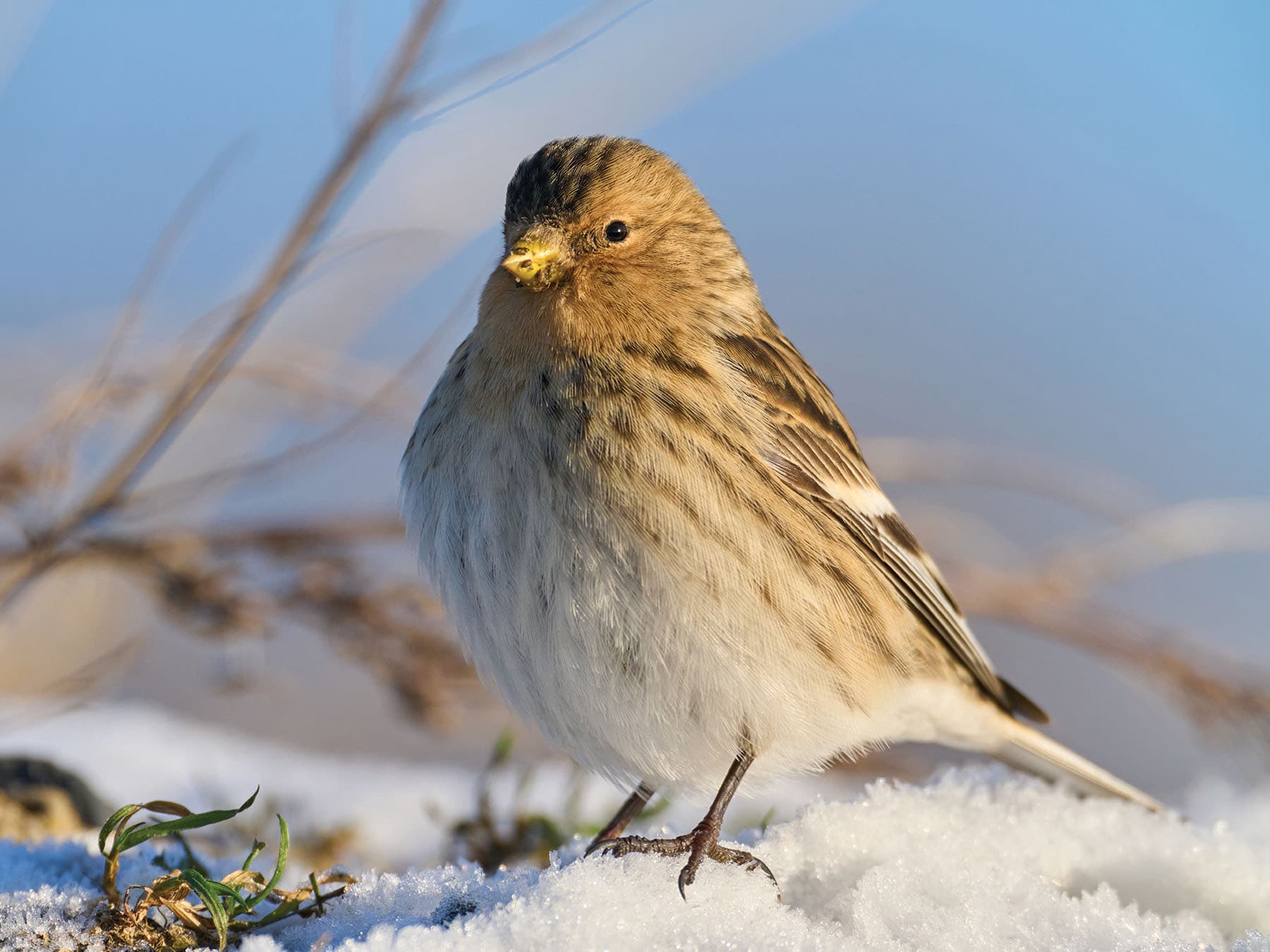 Twites are a mostly migratory species of bird