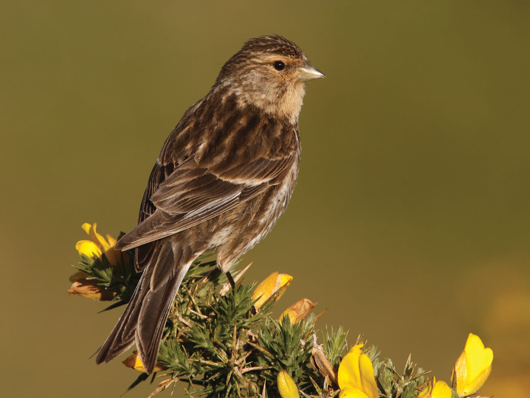 Between October and March are the best time to spot Twites in the UK
