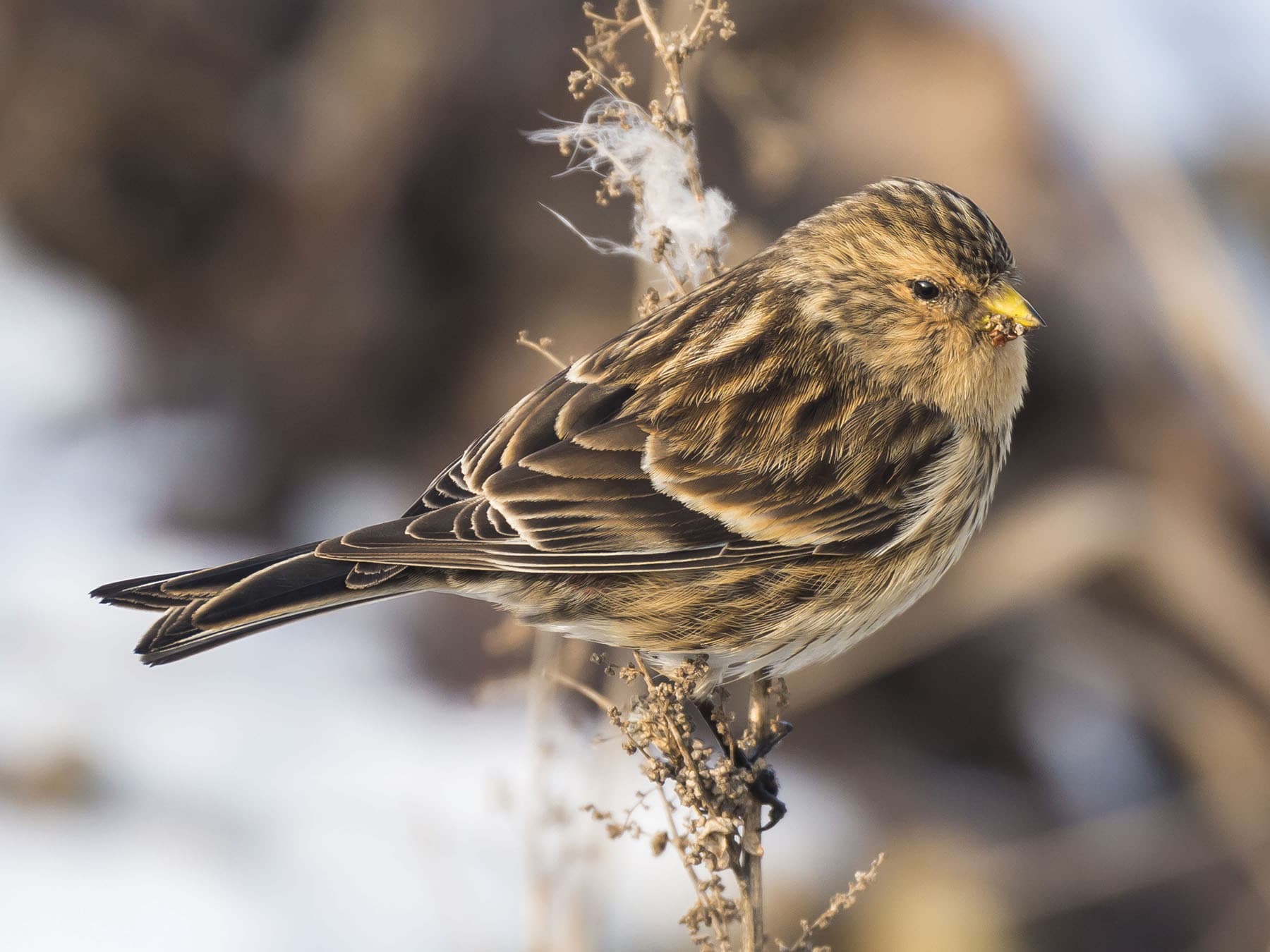 Twite
