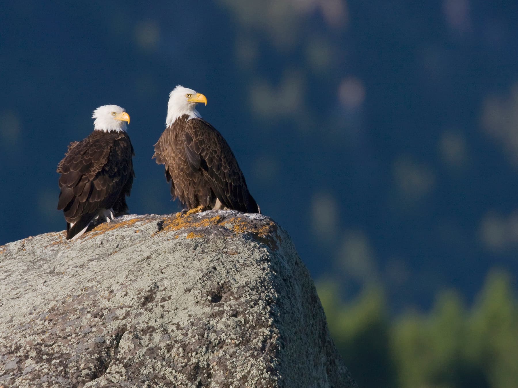 Two bald eagles