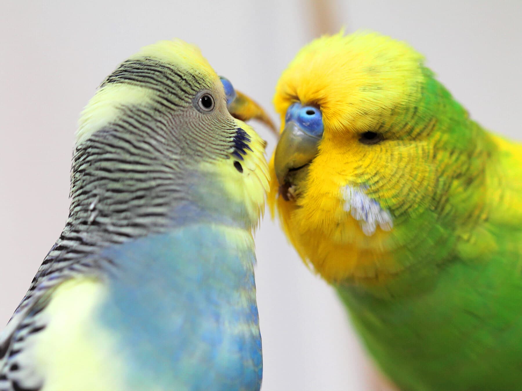 Two budgies