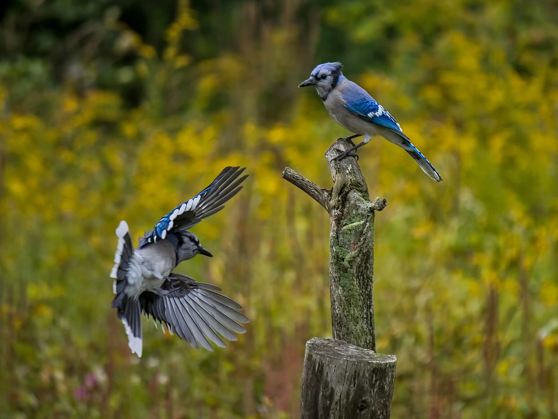 Two bue jays