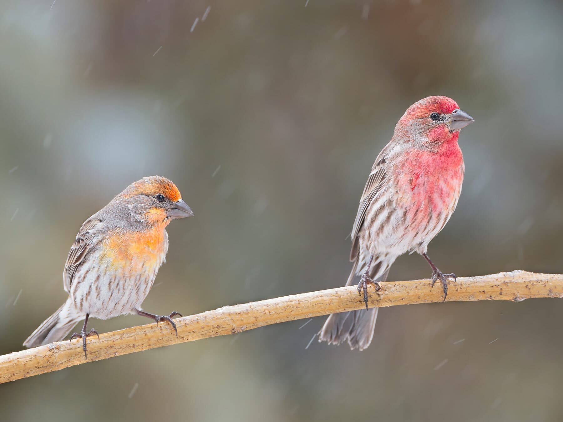 Two male house finches