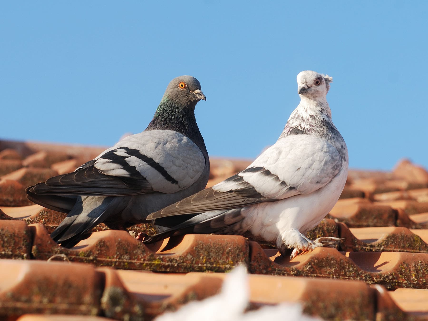Two pigeons sitting on rooftop