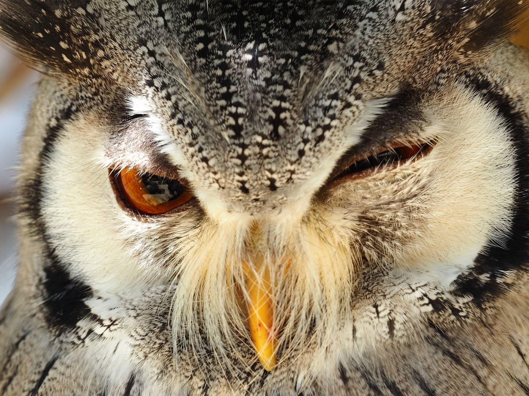 The Mystery of Unihemispheric Slow-Wave Sleep (USWS) in Birds