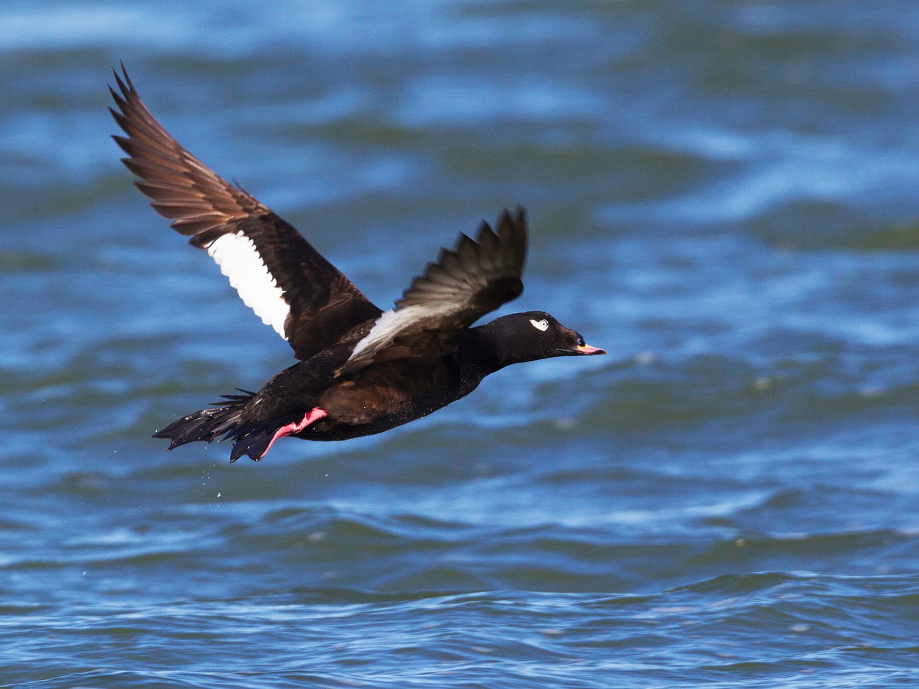 Velvet Scoter