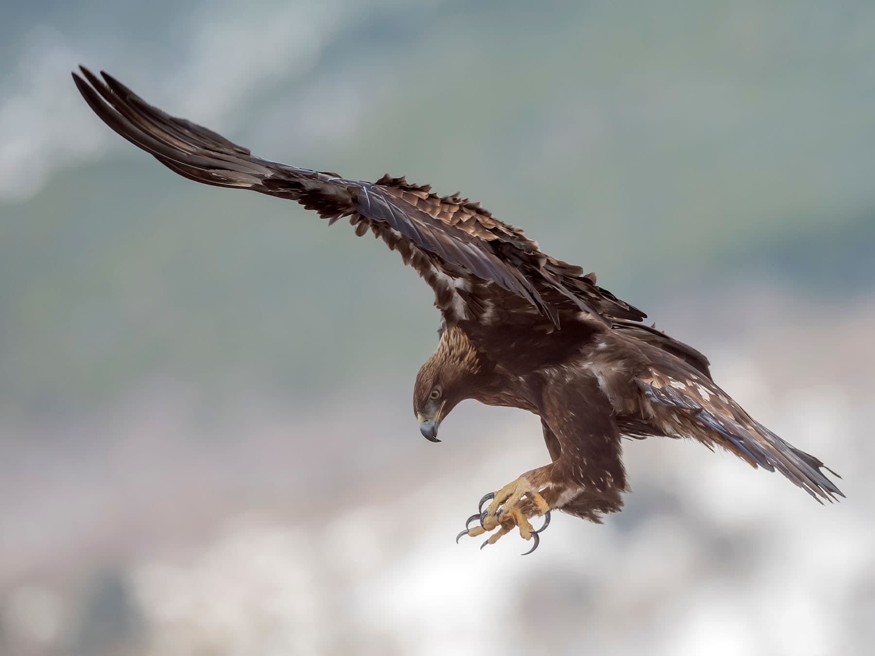 Vision: Adaptations and Capabilities