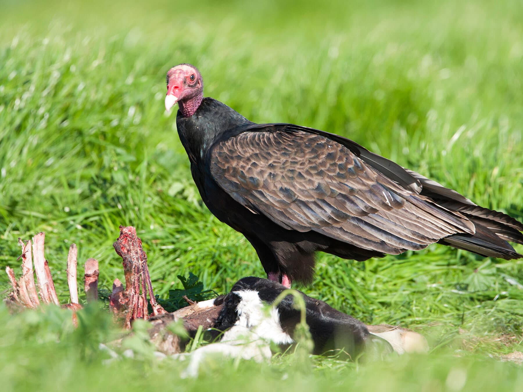Vulture feeding