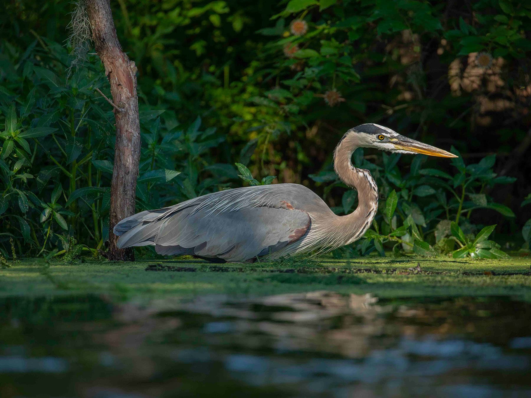 Great Blue Heron wading through marshland swamp
